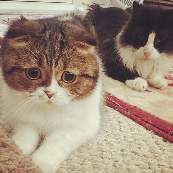 Meet The Posher - Picture 3 of 3